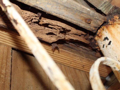 Rotten_Wood